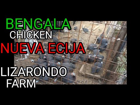 BENGALA 🦃| PEKIN DUCK🦢 LIZARONDO FARM NUEVA ECIJA