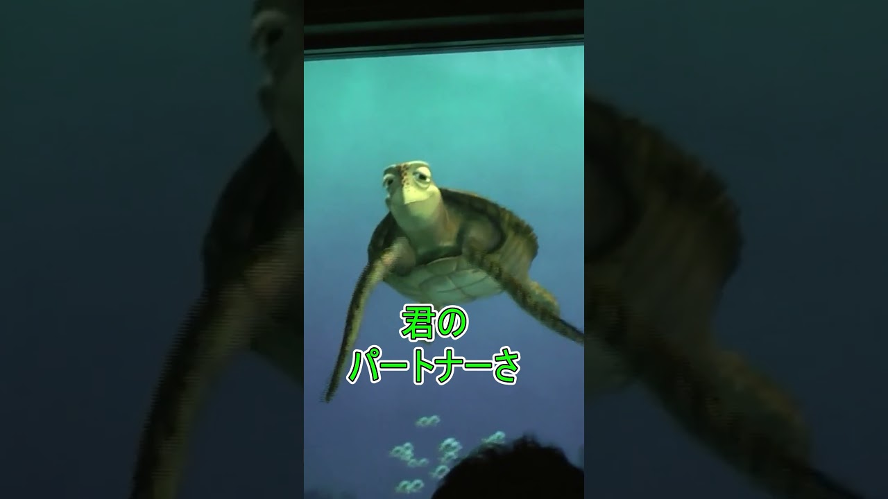 夫婦円満の秘訣を教えてくだい！【タートルトーク】東京ディズニーシー