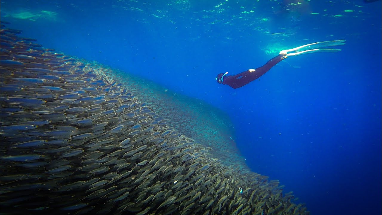 The surreal moments between seeing the sardines through your eyes.