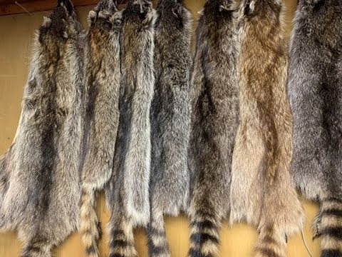 How To Do Fur Tanning At Home