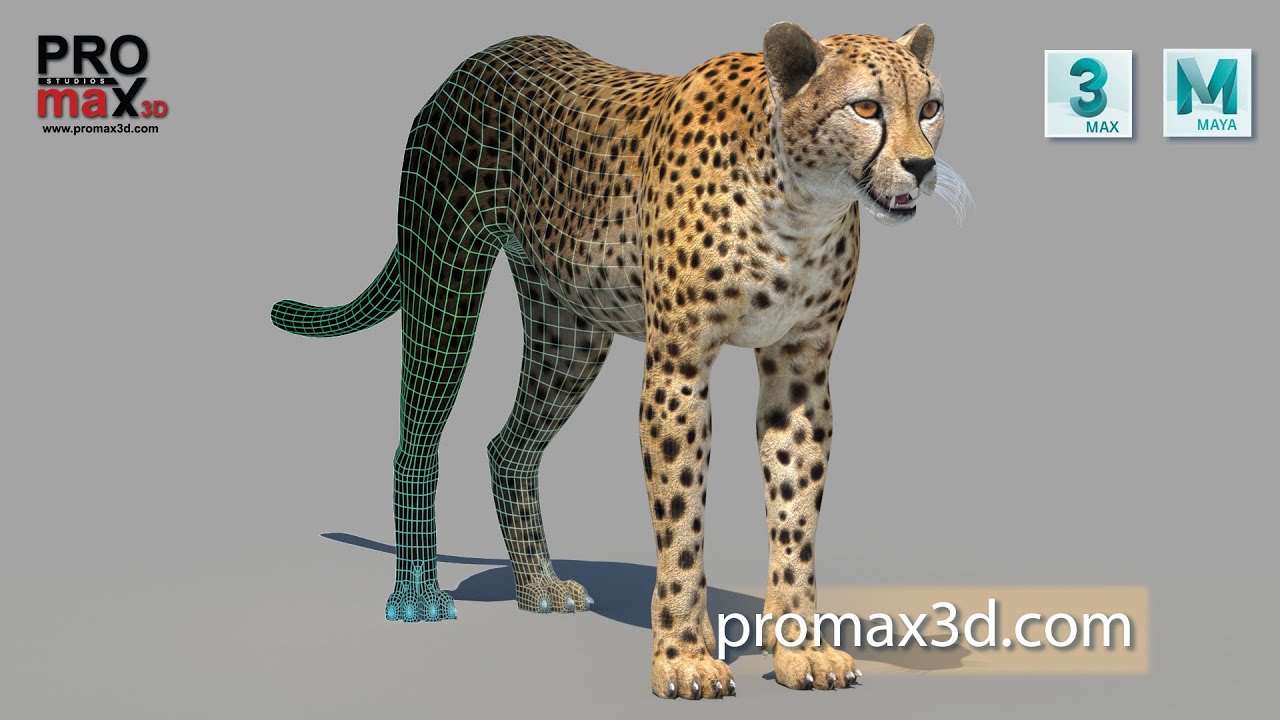 &Ccedil;ita 3D Model