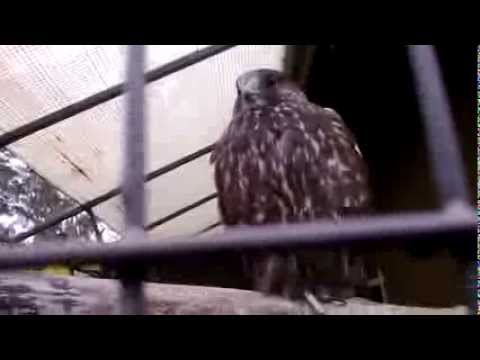 Metsästyshaukka Heinolan lintutarhoilla