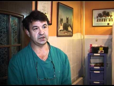 Stočarstvo u Južnom Banatu