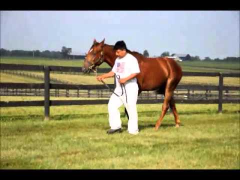 HIP1102 - 12 Secret Heart (SAF)/ More Than Ready colt - Keeneland September 2013