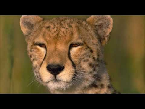 African Cats (Clip 'Sita Has a Secret')