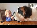 When Big Dogs Become The Sweetest Babysitters ️