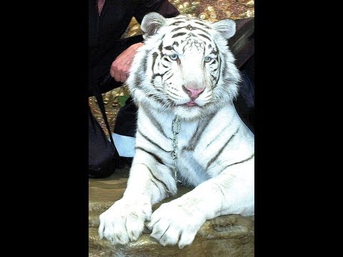 The Tiger and the Tragic Trick Siegfried & Roy's Animal Handler Breaks Silence on Mauling, Alleges C