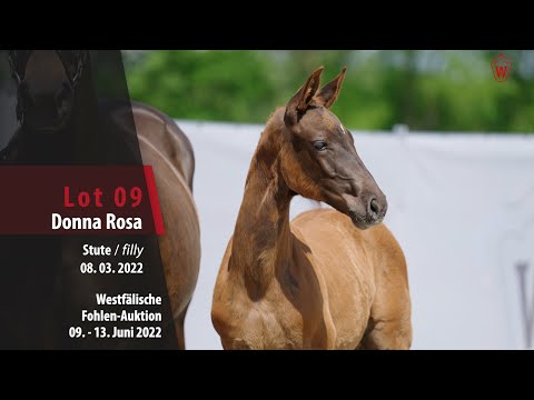 Fohlen-Auktion Lot 09 Donna Rosa Stute v. Don VHP Z - Armitage