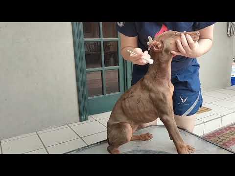 apósitos sencillos y económicos para doberman (diy)