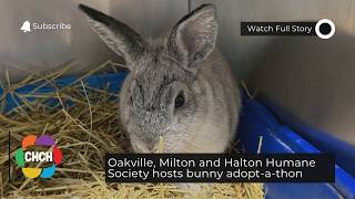 Oakville, Milton and Halton Humane Society hosts bunny adopt-a-thon