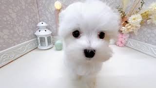 マルチーズの動画01