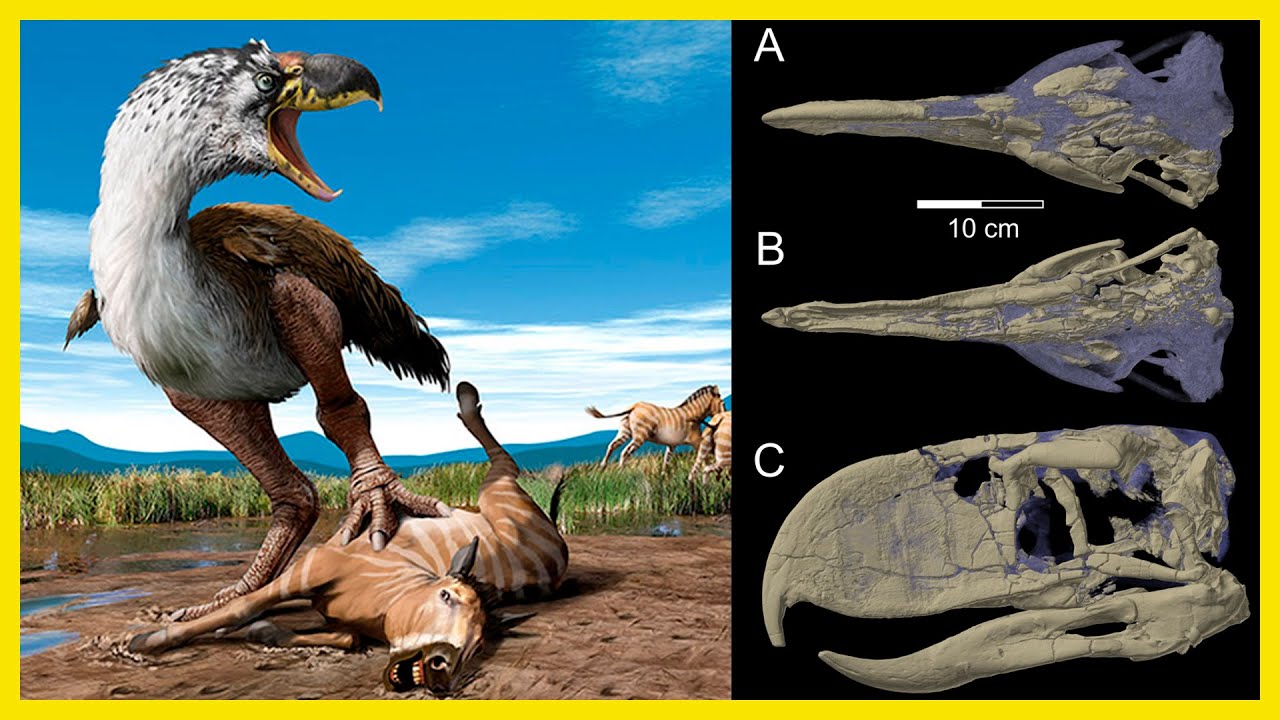 TUDO sobre as AVES DO TERROR: existiram no Brasil? Por que foram extintas?