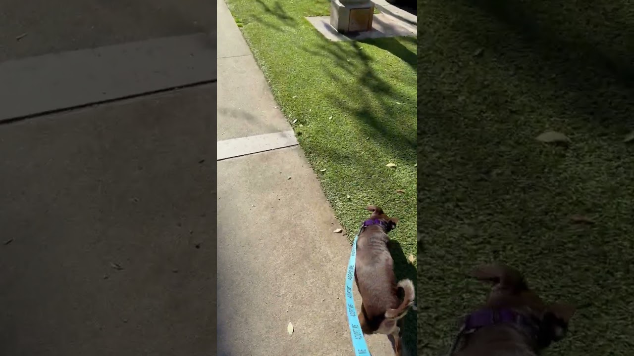 Nugget, a ADOPTABLE mixed breed in Santa Monica, CA video 6/6