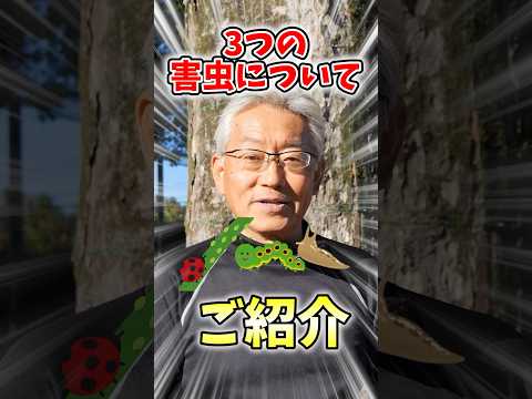 冬を越す前にキョウチクトウを害虫から治療する必要がありますか?  庭園