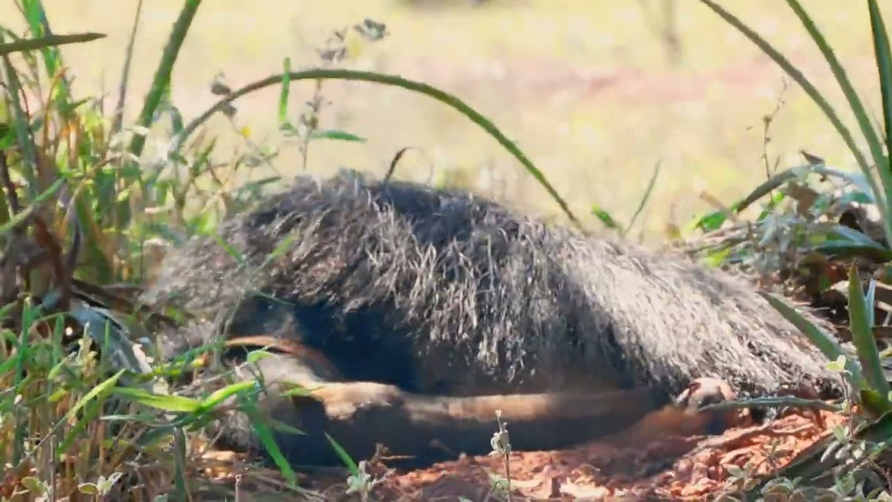 Behaviour pattern: Tail swishing / Padrão comportamental: Balançar a cauda.