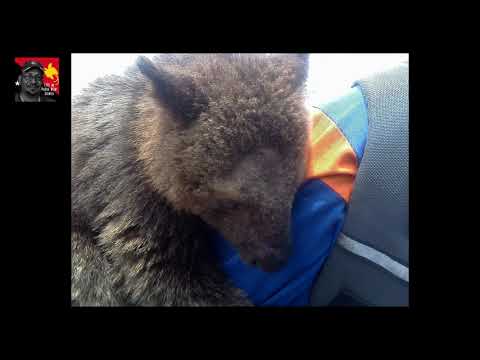 Tabubil Hamamas Wik #shorts