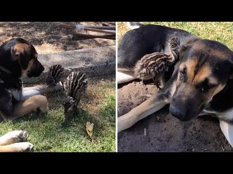 Dog Is Best Friends With Baby Emu