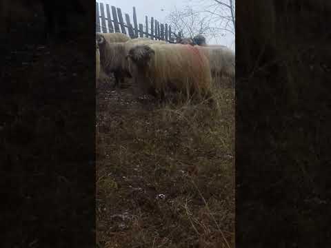 Berbeci bucalăi de vanzare Preluci jud Bacau