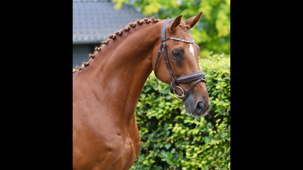 Jabulani Isriwica (CHAMAN x LORD Z) video 4