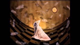 Bunny Bug - Sweet Madness