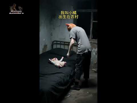 Cat video just for entertainment