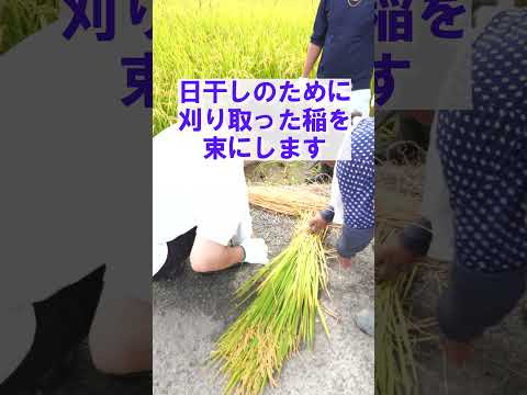 言語文化学科 【奈良大学 社会学部 総合社会学科】フィールドワーク紹介 #奈良大学 #奈良 #shorts
