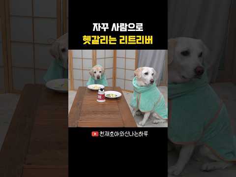 자꾸 사람으로 헷갈리는 리트리버