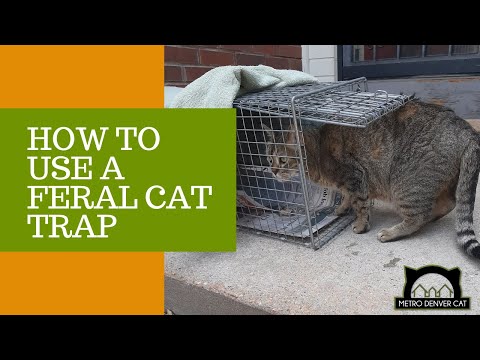 How to Set a Feral Cat Trap