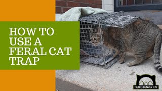 How to Set a Feral Cat Trap