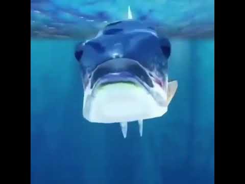 mama huevo digo glu glu glu