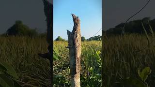 Download lagu tak kirain hanya ada ranting kayu gk tauny ad mata yg melirik😲 #shortvideo #shorts #video #faktaunik mp3 Download lagu tak kirain hanya ada ranting kayu gk tauny ad mata yg melirik😲 #shortvideo #shorts #video #faktaunik mp3