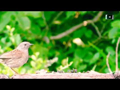 BEST NIGHTINGALE SONG - 1 Hours REALTIME Nightingale Singing, NO LOOP - Birdsong, Birds Chirping
