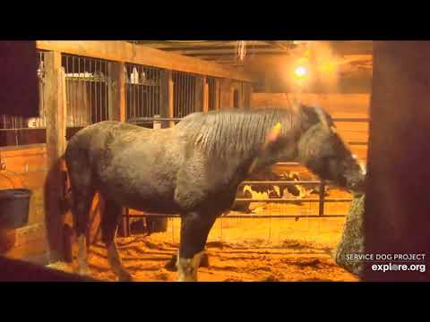 Barn Life pm scenes to 1110pm Taxi Elvis n Lady Zebu so quiet 12122021