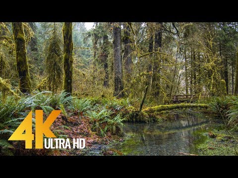4K Stream in the Hoh Rain Forest | 3 HOURS Relaxing Water Sounds For Relax & Study