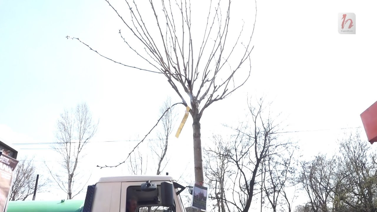 Կասկադում տնկված սակուրաները չեն ծաղկել