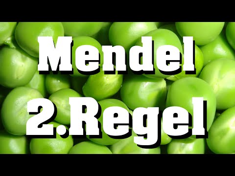 2. Regel von Mendel (klassische Genetik)