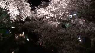preview picture of video '岩倉桜まつり「夜桜」 Iwakura Sakura Matsuri Cherry Blossom Festival at night'