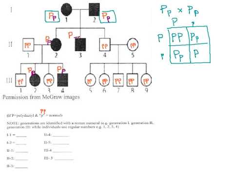 70 - Pedigree Chart - Polydactyly (p51)