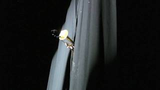 Kyteman's Hiphop Orchestra - Outro - Marching Band (HD)