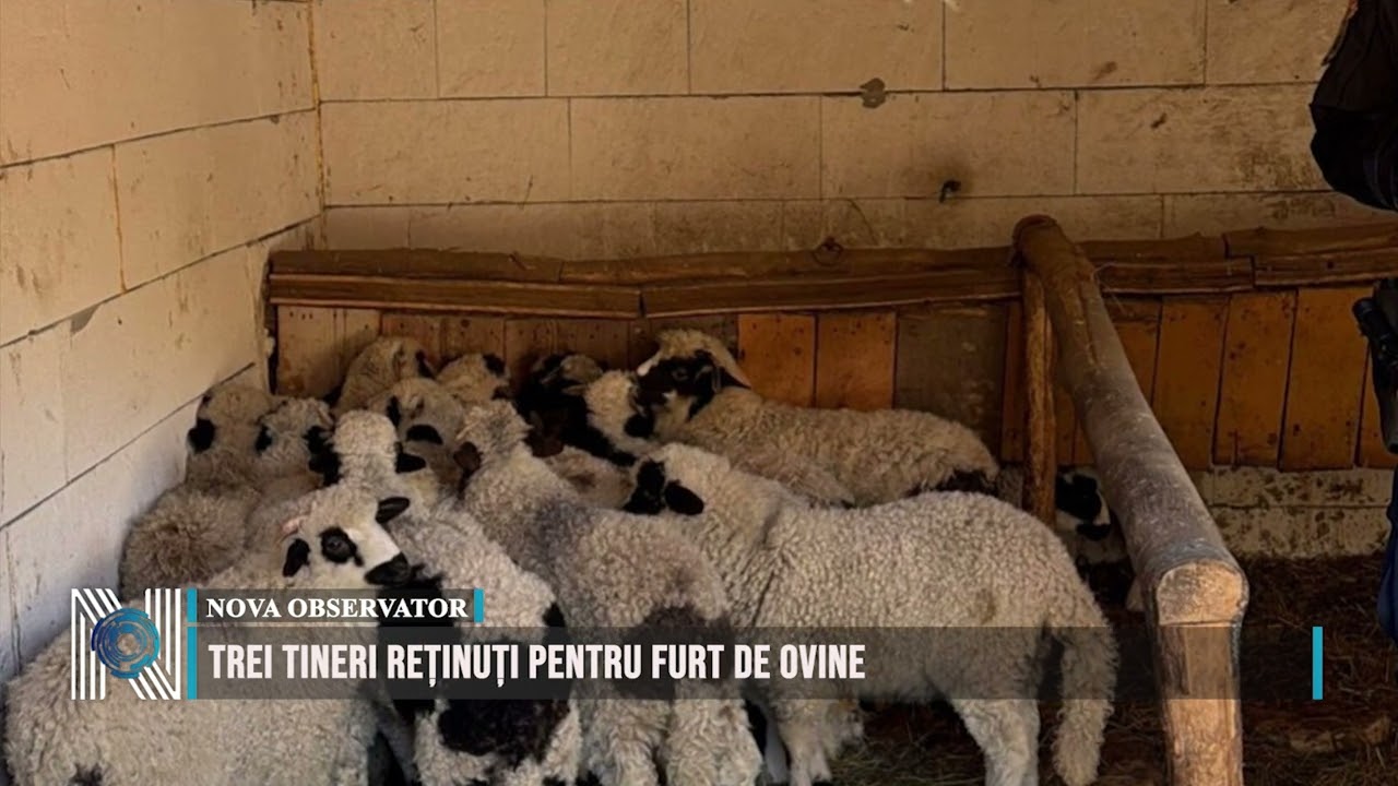 Trei tineri reținuți pentru furt de ovine