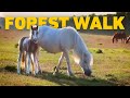 TV For Dogs To Watch 🐾 Forest Dog Walk Amongst Ponies & Foals 🐴 Nature Sounds 4K HDR