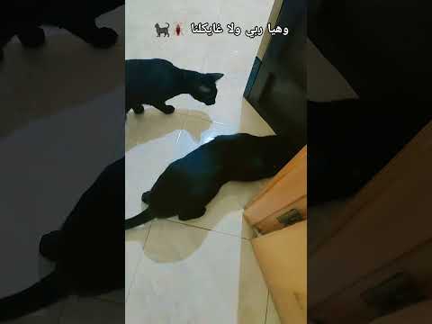 ولا مستعمرنا 🪳🐈‍⬛يعطيهم رضى دوروه#قطط #cats #fouryou #catsvideo #catlover