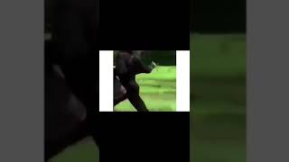 MARCO CARTA CHE FUGGE DALLA RINASCENDTE DOPO AVER RUBATO