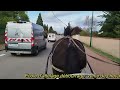 Noukie, jument Percheronne