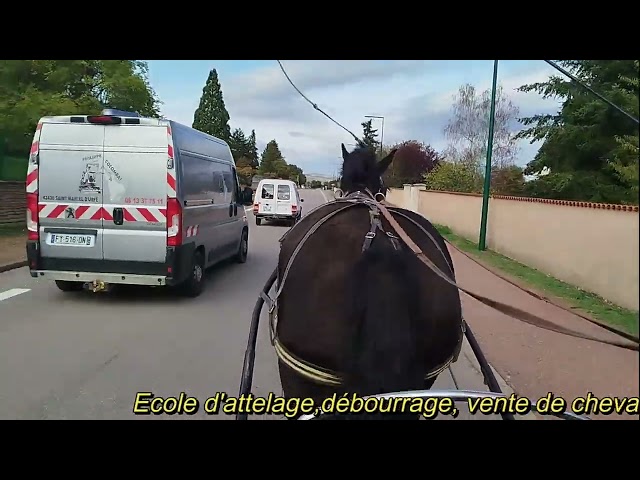 Noukie, jument Percheronne