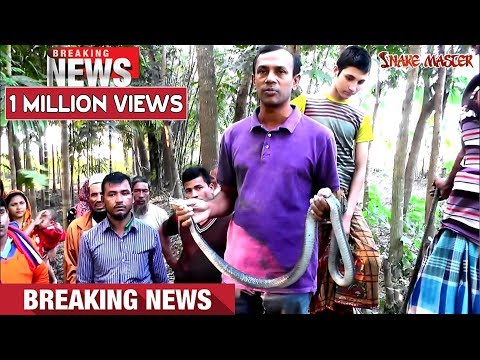 পটুয়াখালী রাজ্জাক বিশ্বাস সাপ ধরার লাইভ ভিডিও নতুন পর্ব ০১ Snakes Snake Catching Razzak Biswas