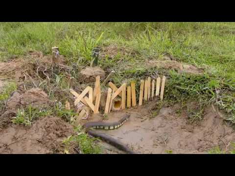 DIY Bamboo Snake Trap Technology