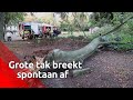 De afgebroken tak miste de vrouw uit Oosterhout en haar hondje op een haar