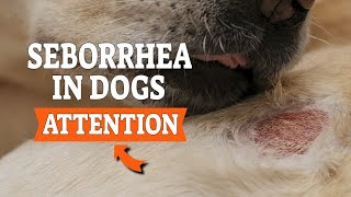 SEBORRHEA in DOGS: (Scaly Skin, Dandruff or Oily Coat)🐶