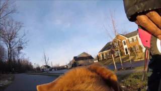 My Dog & Beats Ep. 1 w/ various type beats